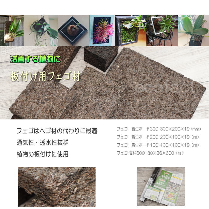 コウモリラン 板付け 養生 ヘゴ代用品 ボード0 ビカクシダ フェゴ 洋ラン エアプランツ 板 活着