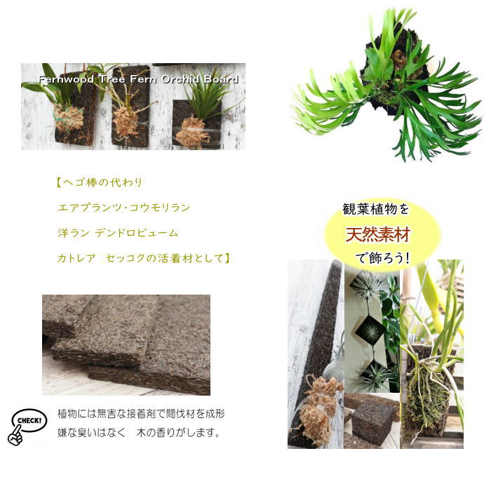 コウモリラン 板付け 養生 ヘゴ代用品 ボード0 ビカクシダ フェゴ 洋ラン エアプランツ 板 活着
