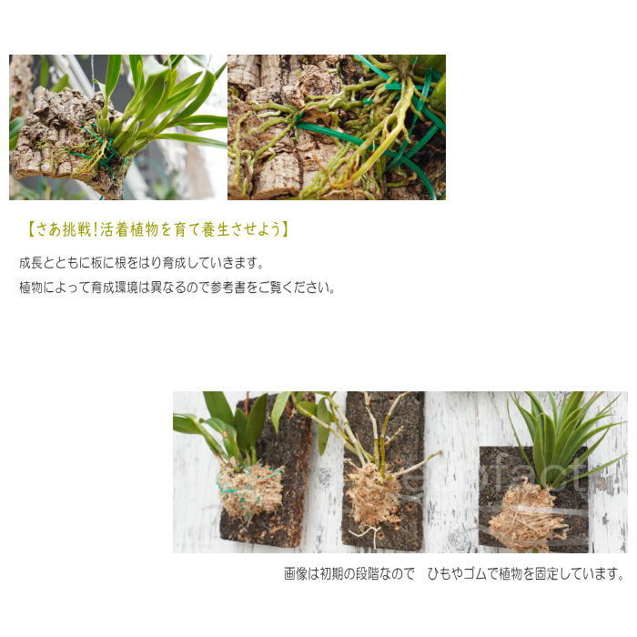 コウモリラン 板付け 養生 ヘゴ代用品 ボード0 ビカクシダ フェゴ 洋ラン エアプランツ 板 活着