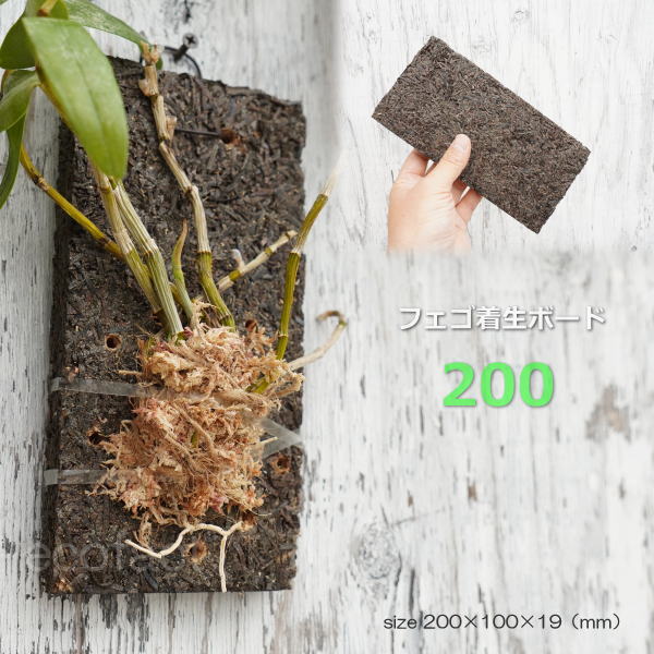 コウモリラン 板付け 養生 ヘゴ代用品 ボード0 ビカクシダ フェゴ 洋ラン エアプランツ 板 活着