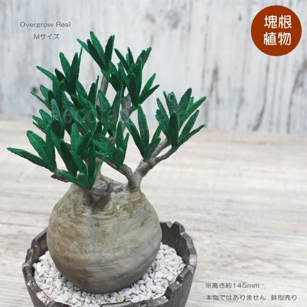フェイクグリーン 3D フィギュア パキポディウム グラキリス Overgrow リアル Mサイズ 145mm オーナメント 造花 人工観葉植物 良形 美株 樹脂 造形 塊根植物 コーデックス 多肉植物 おしゃれ ガーデニング 雑貨 LOBINDON 鉢別売り
