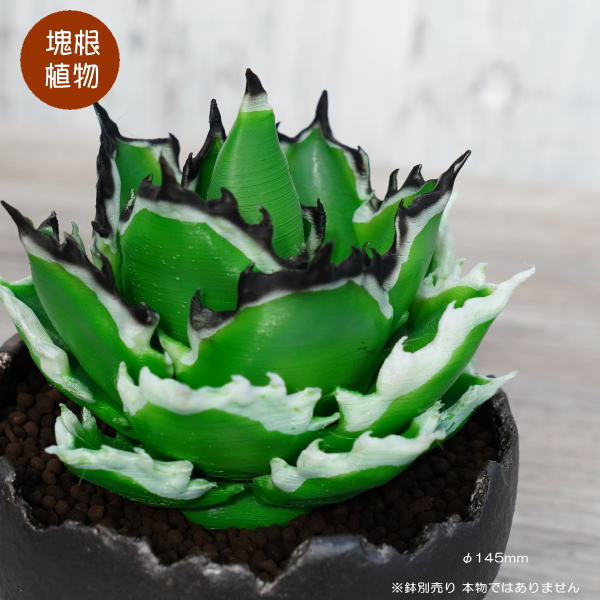 楽天市場】フェイクグリーン 3D フィギュア アガベ チタノタ