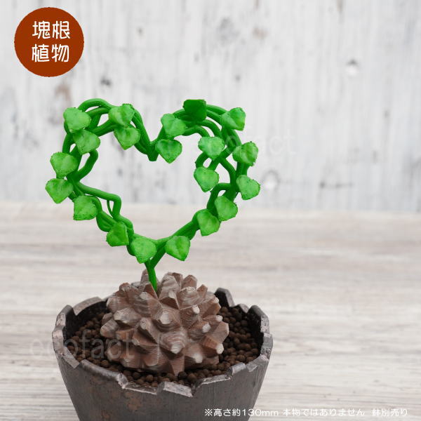 塊根植物フィギュア⑥ 人気の塊根植物「パキポディウム グラキリス」がまさかのVCD化
