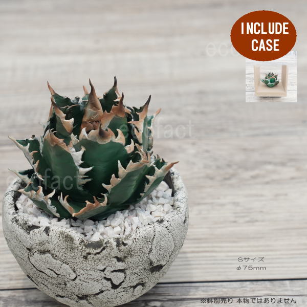 第一章フィギュアセット TNOK＋DB＋観葉植物くん 第一章