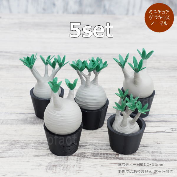パキポディウムグラキリス フィギュア セット Amazon.co.jp: MEDICOM TOY × BOTANIZE 植物フィギュア, グロス