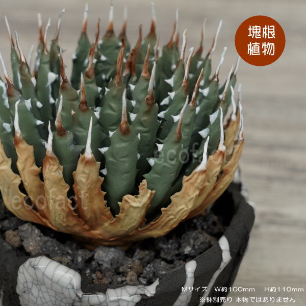 フェイクグリーン 3D 図形 アガベ ユタエンシス エボリスピナ  M大きさ 飾りつけ 造花 人工観葉草木 強棘 良形 美株 脂 形成 塊根草木 コーデックス 多肉植物 今めかしい ガーデニング  雑貨 LOBINDON 鉢別売り