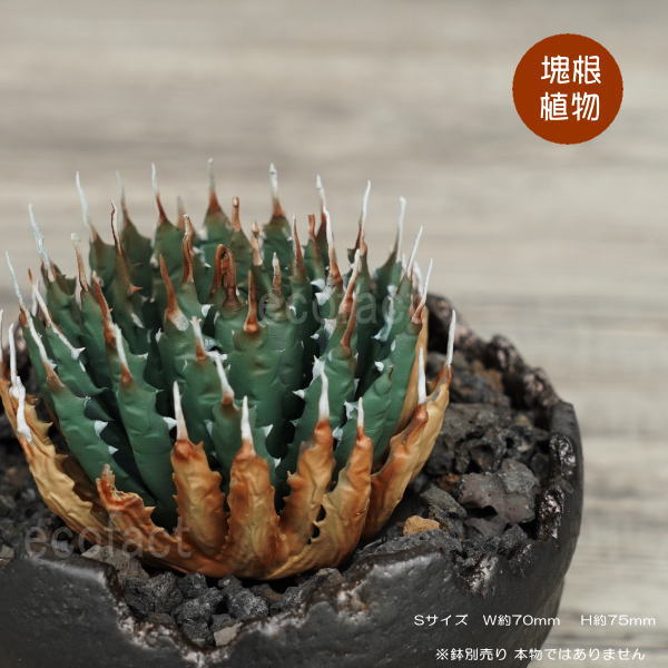 2 アガベ ユタエンシス エボリスピナ 丸型 良型 年末特別価格！アガベ ユタエンシス エボリスピナ放射線状型