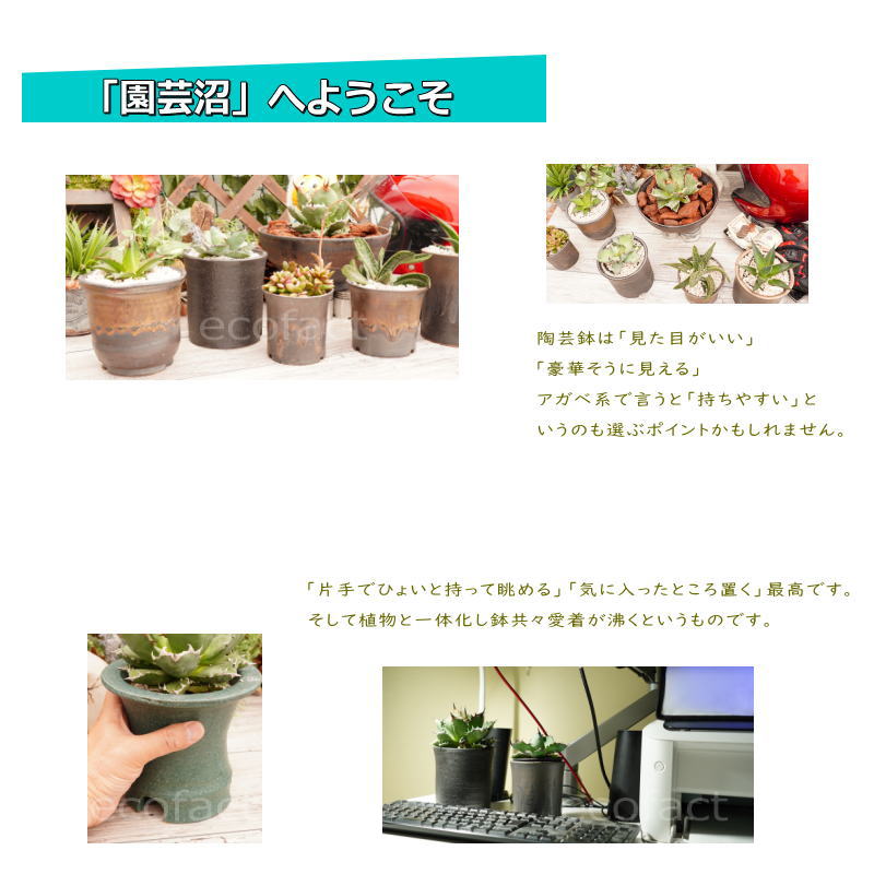 陶器鉢 植木鉢 5号 中深ソリ型 金彩 ゴールド ブラック おしゃれ プランター 園芸鉢 信楽焼 アガベ サボテン ビザールプランツ 塊根植物 コーデックス 多肉植物 ポット Butlerchimneys Com