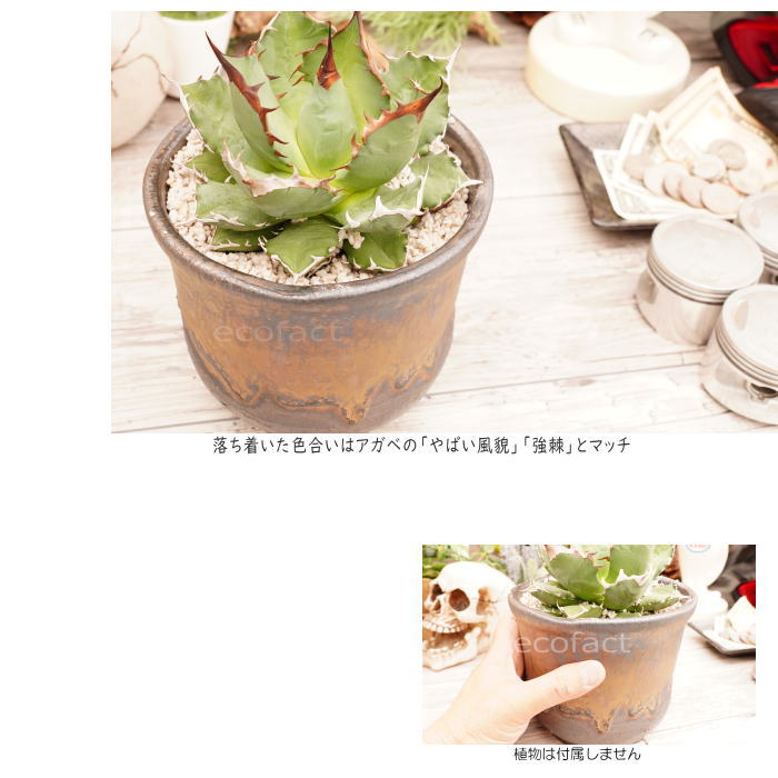 陶器鉢 植木鉢 5号 中深型 金彩 ゴールド ブラック おしゃれ プランター 園芸鉢 信楽焼 アガベ サボテン ビザールプランツ 塊根植物 コーデックス 多肉植物 ポット Aplusfinance Blog Com