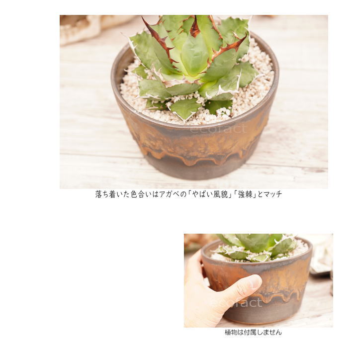 陶器鉢 植木鉢 5号 中深ソリ型 金彩 ゴールド ブラック おしゃれ プランター 園芸鉢 信楽焼 アガベ サボテン ビザールプランツ 塊根植物 コーデックス 多肉植物 ポット Butlerchimneys Com