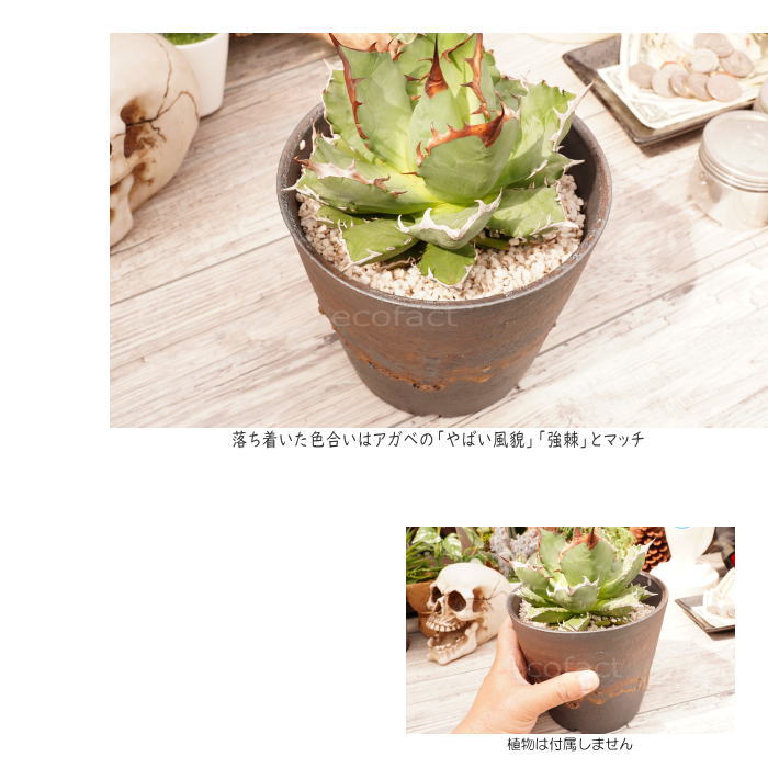 陶器鉢 植木鉢 5号 深ソリ型 金彩 ゴールド ブラック おしゃれ プランター 園芸鉢 信楽焼 アガベ サボテン ビザールプランツ 塊根植物 コーデックス 多肉植物 ポット Aplusfinance Blog Com