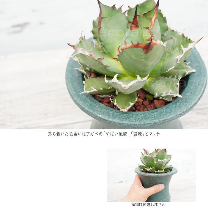 陶器鉢 植木鉢 5号 青銅高脚 おしゃれ プランター 園芸鉢 信楽焼 かみ山陶器 観葉植物 アガベ サボテン ビザールプランツ 塊根植物 コーデックス 多肉植物 ポット Maisons Coudrelle Fr