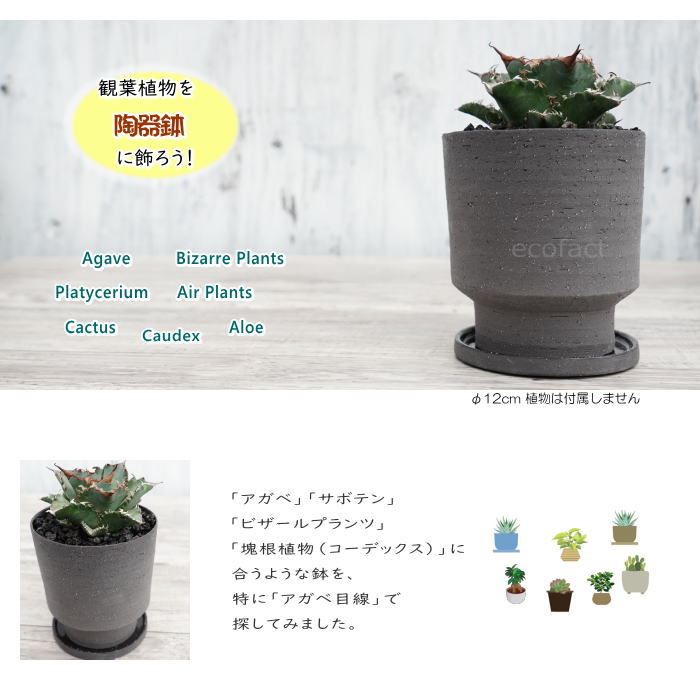陶芸鉢 植木鉢 ミニポット 根もと穴あり シン下部 鼠色 12cm ハイカラ 美味い プランター 園芸鉢 観葉植物 アガベ カクタス ビザールプランツ 塊根植物 コーデックス 多肉植物 Hotjobsafrica Org 陶芸鉢 植木鉢 ミニポット 根もと穴あり シン下部 鼠色 12cm ハイカラ 美味い プランター 園芸鉢 観葉植物 アガベ カクタス ビザールプランツ 塊根植物 コーデックス 多肉植物 Hotjobsafrica Org