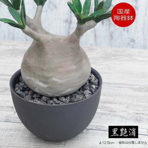 陶器植木鉢 作家鉢 ハンドメイド 塊根植物 アガべ Lサイズ A-457