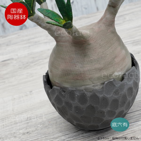 激安本物 陶器鉢 植木鉢 ミニポット 底穴あり Bunga Pot カービング ブラック 小 艶消し 黒 F11cm おしゃれ かわいい プランター 宝寿窯 有田焼 陶芸鉢 観葉植物 アガベ サボテン ビザールプランツ 塊根植物 コーデックス 多肉植物