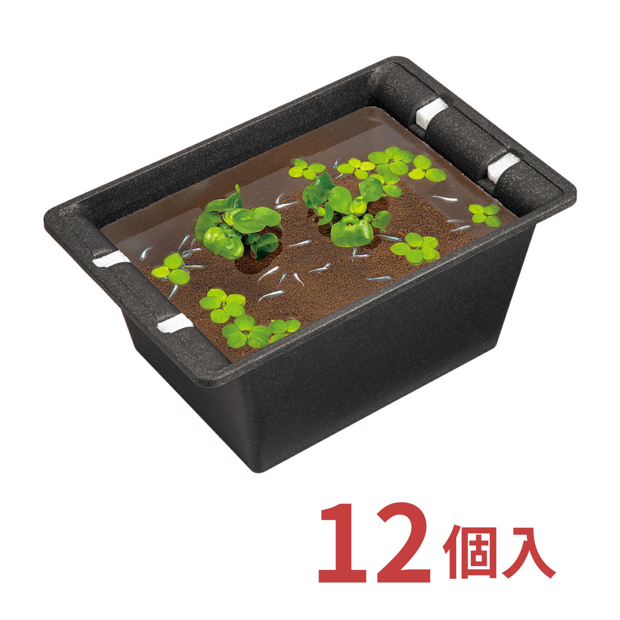 【訳あり・処分品・特価】 12個セット めだか 屋外 飼育 水槽 容器 ビオトープ スドー 華めく鉢 大 くろらめ S-6736｜エペ 観賞魚・爬虫類・小動物・鳥