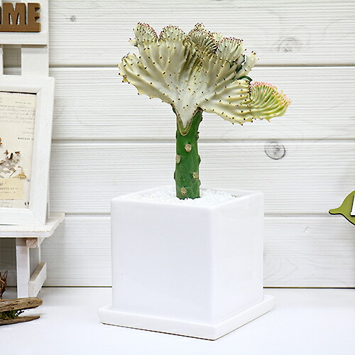 楽天市場 美しい色合いのマハラジャ ユウヤケサンゴ H33cm キューブホワイト陶器鉢オシャレ観葉 おすすめインテリアグリーン ユーフォルビア Euphorbia Lactea育て易い 人気 多肉植物 観葉植物 インテリア 風水 レア 父の日 観葉植物の専門店e Ran