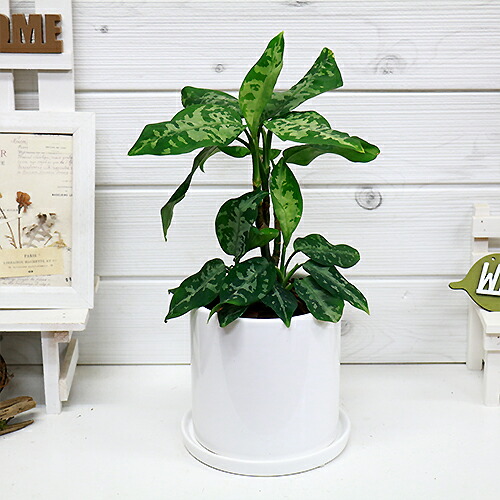 楽天市場 現品 見事な株立 アグラオネマ ピクタム H35cm 陶器鉢 スマトラ島原産 耐陰性 テーブルグリーン 迷彩柄の植物 観葉送料無料 観葉植物の専門店e Ran