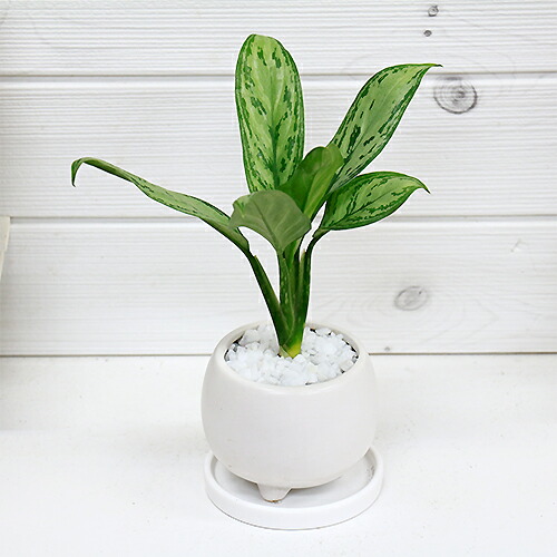 楽天市場 観葉植物 現品 アグラオネマ シルバーキング H25cm 陶器鉢仕立 直立タイプ レオン エキゾチックな模様 代表品種 学名 リョクチク サトイモ科 アグラオネマ属 コンムタツム 富や幸運を引き寄せる観葉植物 送料無料 観葉植物の専門店e Ran