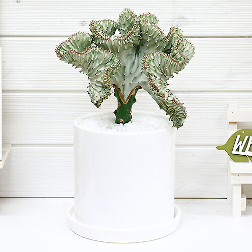 送料込 現品 大きなマハラジャ ユウヤケサンゴ H35cm 陶器鉢 観葉植物 おすすめインテリアグリーン ユーフォルビア Euphorbia Lactea 育て易い 人気 多肉植物 インテリア 風水 レア お1人様1点限り Stopinsectes Com