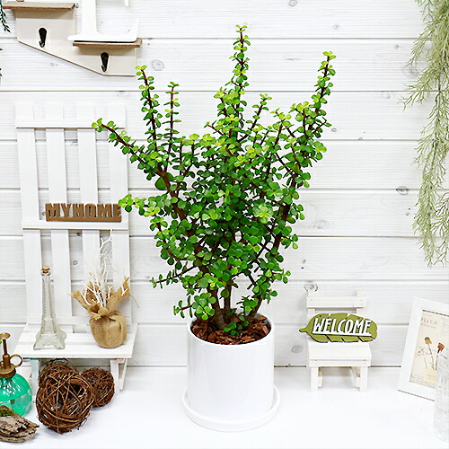 楽天市場 木立性 ポーチュラカリア アフラ 銀杏木 H70cm 陶器鉢仕立 イチョウボク ギンナンボク 多肉植物 現品 観葉植物の専門店e Ran