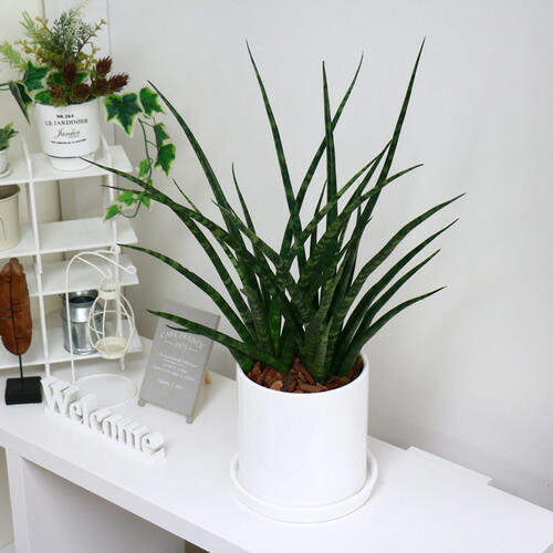 楽天市場 現品 大株サンスベリア ファンウッド パンク H56cm 陶器鉢仕立 観葉植物 多肉植物 サンセベリア ファーンウッド パンク 細い葉 珍しい 学名 Sansevieria Fernwood Punk 観葉植物の専門店e Ran