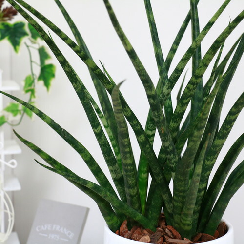 楽天市場 現品 大株サンスベリア ファンウッド パンク H56cm 陶器鉢仕立 観葉植物 多肉植物 サンセベリア ファーンウッド パンク 細い葉 珍しい 学名 Sansevieria Fernwood Punk 観葉植物の専門店e Ran