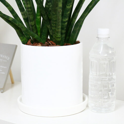 楽天市場 現品 大株サンスベリア ファンウッド パンク H56cm 陶器鉢仕立 観葉植物 多肉植物 サンセベリア ファーンウッド パンク 細い葉 珍しい 学名 Sansevieria Fernwood Punk 観葉植物の専門店e Ran