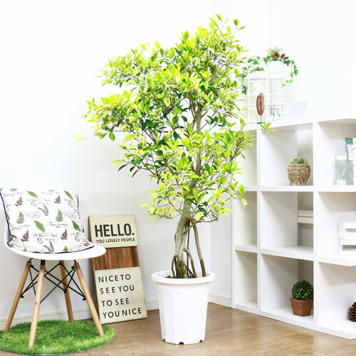 新築祝い 観葉植物 法人 個人事業主専用商品 大型商品の為日時指定不可 引越し祝い おしゃれ ガジュマル H165cm 10号鉢仕立 現品 引越し祝い レア 斑入り ガジュマル H165cm 観葉植物の専門店e Ran大型で存在感抜群 人気の観葉植物ガジュマルは 多幸の樹