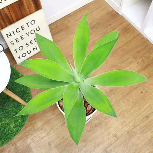 アウトレット 楽天市場 現品 アガベ アテナータ H65cm 8号鉢 現品 観葉植物 Agave 部屋 おしゃれ アテヌアナータ アガベ アッテヌアータ インテリアグリーン 金運 竜舌蘭 リュウゼツラン 幹上がり あがべ 多肉植物 可愛い器 学名 Agave Attenuata 観葉植物の専門店