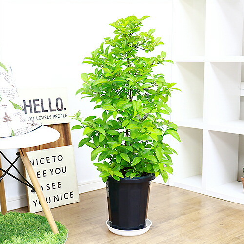 現品 沢山の花芽付 ニオイバンマツリ 匂蕃茉莉 H93cm 8号鉢 さわやかな芳香の花 観葉植物 癒し系 アロマ 庭木 花木 耐寒性 ガーデニング シンボルツリー ベランダ 玄関 庭 2色の花色を楽しめる Brunfelsia Latifolia 香りの良い花は 咲き初めが紫色で 数日たつと白い花弁