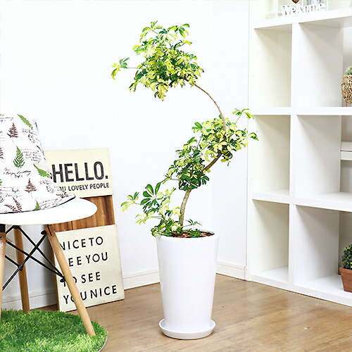 現品 幹の曲線が素敵なシェフレラ ジェニーネ H103cm 陶器鉢仕立 枝変わり レナータ ハートリーフ 観葉植物 受皿付 艶の有る緑色の葉に黄色い斑入り 一般的なカポックより小振りの葉で 葉先が金魚の尾っぽのように切れ込んだ品種です 新築祝い お取り寄せ Beyondresumes Net