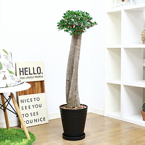 観葉植物 レア 希少種 コパンダ ガジュマル H104cm 8号鉢 フィカス 現品 接木 送料無料 パンダ ガジュマル ドワーフ 矮性 がじゅまる 多幸の木 精霊 マルバガジュマル 風水 キムジナー 成長は遅く葉と葉の節間が短く樹形は乱れにくくパンダガジュマルの中でも一番葉が