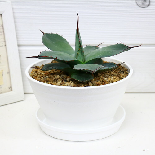 観葉植物 希少種 アガベ パリートルンカータ H17cm 6号 フレキシスピナ 多肉植物 リュウゼツラン 竜舌蘭 吉祥天 アメリカンスタイル ロックガーデン ドライガーデン お家時間 Educaps Com Br