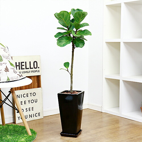 観葉植物 カシワバゴム バンビーノ H98cm 磁器鉢仕立 丸い濃い緑の葉と茶色の幹が雰囲気が落ち着いた印象のゴムの木 フィカス リラータ 柏葉ゴムノキ 観葉植物 人気 プレゼント 祝い 誕生日 記念日 記念品 ギフト オープン 開運 ナチュラル グリーン 鯔背 カジュアル