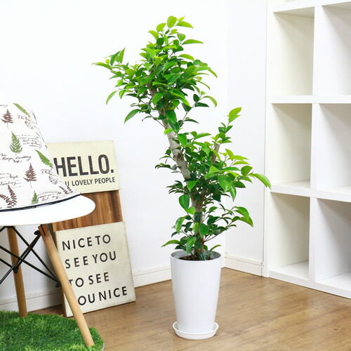 観葉植物 信望 ガジュマル H100cm 7サイズ丼鉢 現品 フィカス がじゅまる 多幸の高木 送料込み 学名 Ficus Microcarpa 丸さを帯びた容姿から 要脚 を聯想させ 金運を盛返すさせる産物が候うと言われています 室内のウェスト Nw 北の路線に委すと適切とされており 寝部屋に
