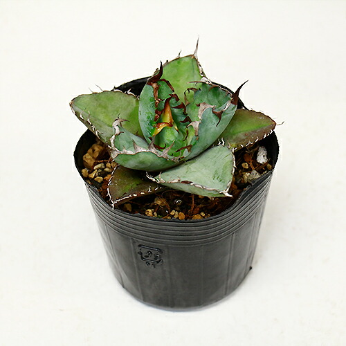 保障できる 観葉植物 希少種 アガベ チタノタ ブラックアンドブルー H33cm 6号 大株 チタノータ ブルーボール 強刺 多肉植物 リュウゼツラン 竜舌蘭 毎回完売 Ascendimagingcenter Com