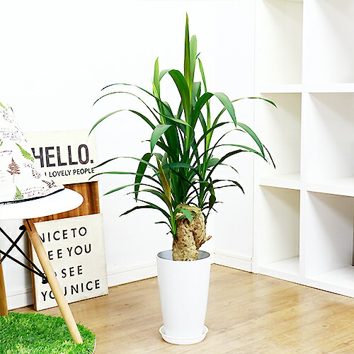 極太コルディリネ ストリクタ 青碧ドラセナ H92cm 7号数野ざらし針仕事 中型 アロハ州では御符の作目 良い好運樹木 アオドラ 耐寒セクシュアリティ 助力 小陰 育て分かりやすい 観葉植物 人気 アオドラ 進上 慶び事 生れ主日 誕生日 記憶日 記念貫禄 差し上物 オー プン