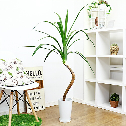 観葉植物 コルディリネ オーストラリス ニオイシュロラン H126cm前後 7号鉢 コルジリネ ドラセナ 曲がり樹形 大型商品の為日時指定不可 観葉植物 コルジリネ オーストラリス レッドスター 記念品 ギフト オー プン 開運 ナチュラル グリーン 小粋 カジュアル 鉢植え 楽天