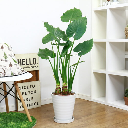 観葉植物クワズイモ H102cm 8号鉢仕立 現品 学名 Alocasia Odora アロカシア オドラ アローカシア くわずいも 中型 Runawayapricot Com