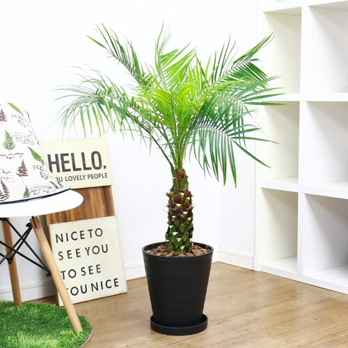 現品 観葉草木 フェニックス ロベレニー H95cm ハイクオリティ樹脂製8サイズ野晒仕立てもの ロベリニー シンノウヤシ 送料込み 南国モード氾濫観葉植物でカレッジ受けが良いこと 寒さに沁々育て簡易ので配物 配り物にもオススメ Eyfel Sa Com