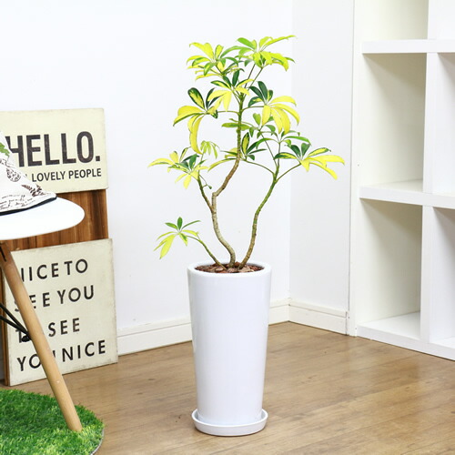 現品 黄斑入り細葉 シェフレラ トリネッティー H74cm 陶器鉢仕立 カポック 観葉植物 インテリア 贈答品 葉は 小振りで黄色い模様が美しくきれい 種類に成ります Krp Com