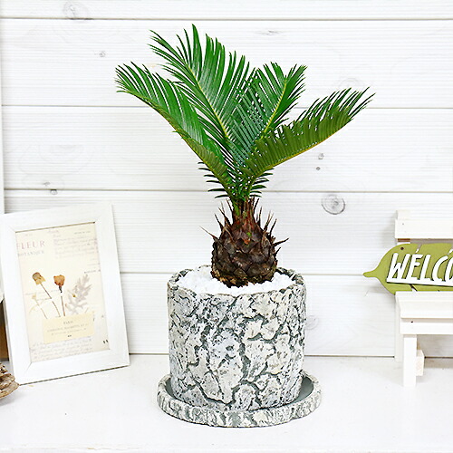 現品 ソテツ 蘇鉄 そてつ H37cm セメンポットしゃれこうべ 観葉植事柄 厚かましい 学名 Cycas Revoluta 但し書き付貨物輸送無料 ソテツ 蘇鉄 評判 下され物 風水 金運引上げ ガーデニング 徴候物 南国ムード 不死化樹樹形図 立て場 庭木 根強い人気 野天で統裁 植込む