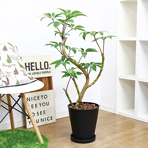 観葉植物 ツピタンサス シェフレラ ピュックレリ H98cm 8ナンバー鉢 ツピダンサス チュピタンサス ブラッサイア 大型 湾曲 ナチュラル 樹形 ツピタンサスと発語植物は陰影でも成長ますので室内だけで規律出かす木として向いています Drcade Com