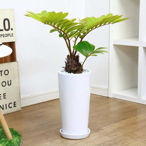 ザミア フルフラケア フルフラケア 鉢植え ヒロハザミア H61cm 乾燥に強い観葉植物 メキシコ 蘇鉄 羽状に広がる丸い葉っぱが可愛いヒロハザミア メキシコソテツ セメントポット仕立て そてつ 観葉植物 花 観葉植物 条件付き送料無料 陶器鉢仕立 おしゃれ プミラ 鉢植え