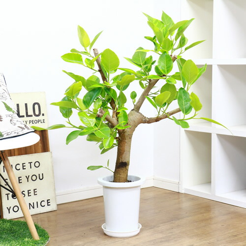 極太フィカス アルテシーマ H94cm 7号鉢 現品 観葉植物 Ficus Altissima フィカス アルティシマ アルテシマ ゴムの木 送料込み septicin Com