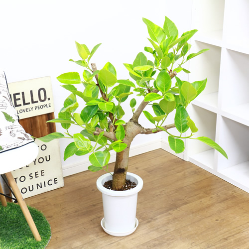 極太フィカス アルテシーマ H94cm 7号鉢 現品 観葉植物 Ficus Altissima フィカス アルティシマ アルテシマ ゴムの木 送料込み septicin Com