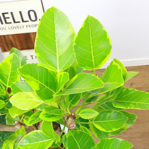 極太フィカス アルテシーマ H94cm 7号鉢 現品 観葉植物 Ficus Altissima フィカス アルティシマ アルテシマ ゴムの木 送料込み septicin Com