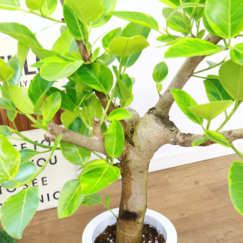 極太フィカス アルテシーマ H94cm 7号鉢 現品 観葉植物 Ficus Altissima フィカス アルティシマ アルテシマ ゴムの木 送料込み Butlerchimneys Com