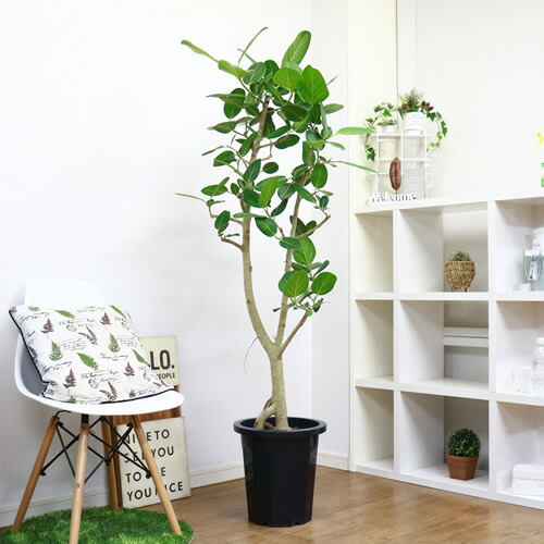 幹の太いフィカス ベンガレンシス H163cm 10号鉢 現品 観葉植物 大型 原木仕立 枝物 人気 インテリア ベンガルボダイジュ 菩提樹 ゴムノキ シンボルツリー バニヤンツリー Is Fmcholollan Org Mx
